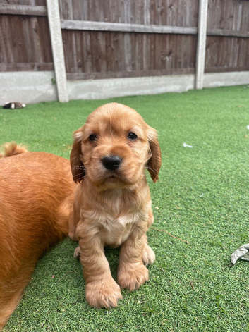 Beautiful cocker spaniel pups