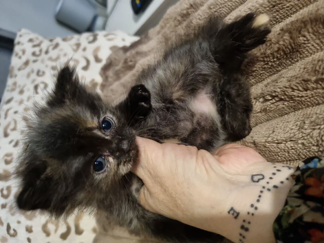 Sale kittens
