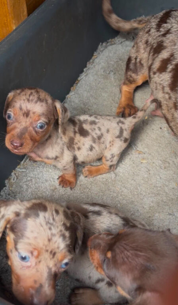 Miniature Dachshund puppies