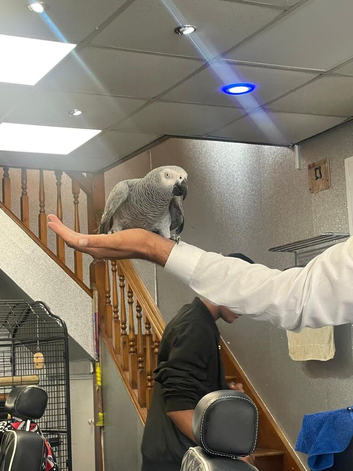African grey