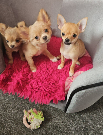 Chiuahuah pups Lilac merl