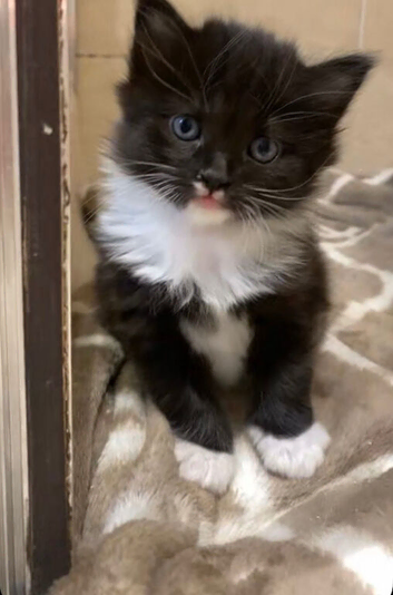 Fluffy male tuxedo kitten