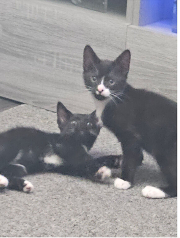 Kittens