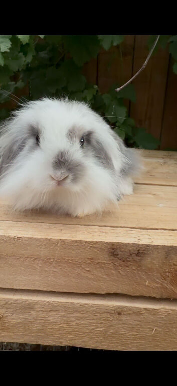 Mini lion lop boys