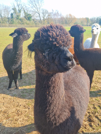 Ready made herd / halter trained alpacas/ can be separated