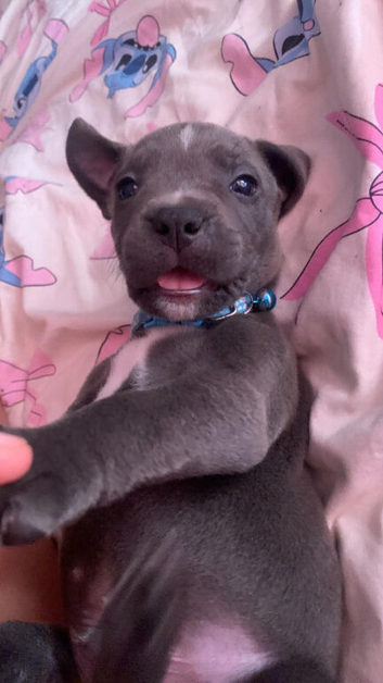 Staffordshire puppy