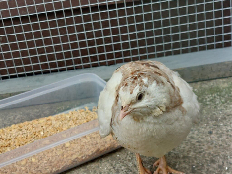 Male jap quail