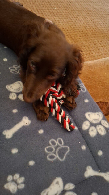 7 month female worker cocker spaniel needs new home
