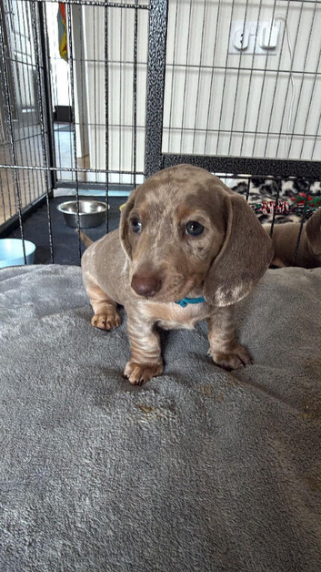 Miniature daschund puppies