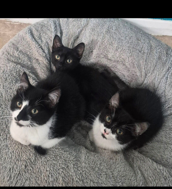 Kittens