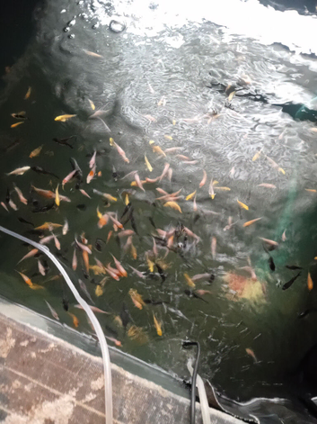Koi carp for sale