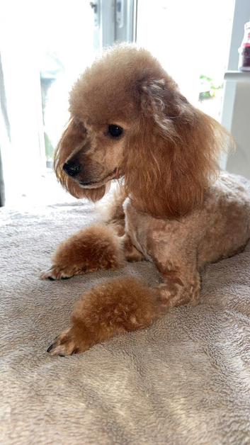 Miniature poodle female