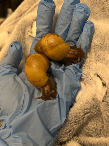 2 Rodatzi Lissachatina Fulica