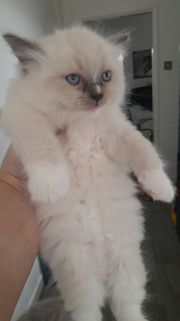 Ragdoll kittens
