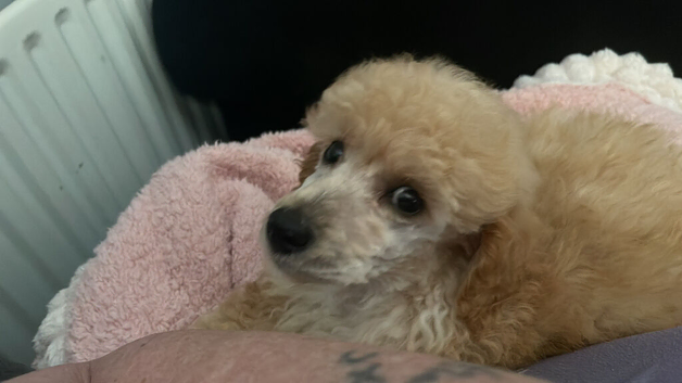 Stunning Miniature poodle