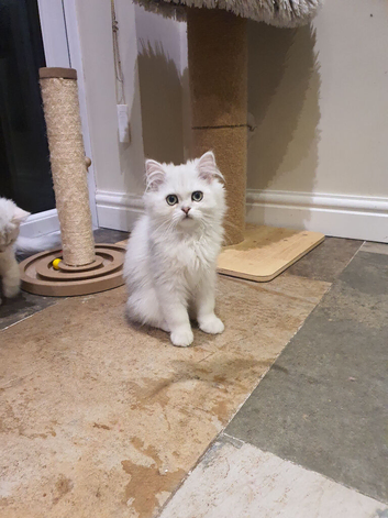 Beautiful Pedigree Chinchilla Persian Kittens.