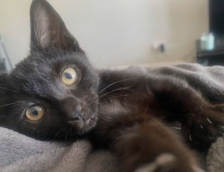 Cute and cuddly female kitten