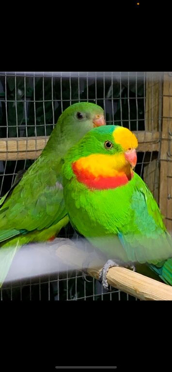 Hand reared baby superb parrot
