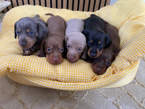 Mini Dachshund puppies