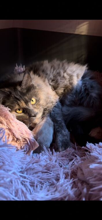 BEAUTIFUL FULL MAINE COON KITTENS