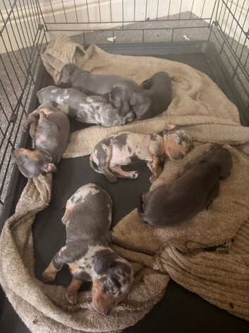 Dashhound puppies