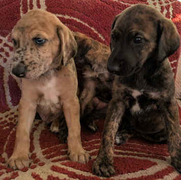 Beautiful lurcher x puppies