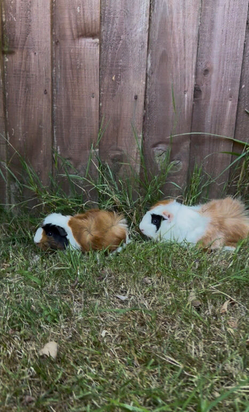 Tri coloured guinea pigs for sale
