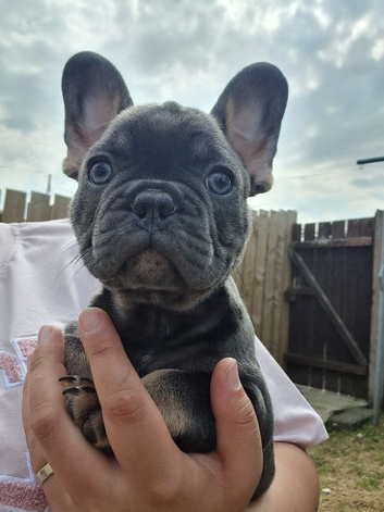 Puppies-French Bulldog