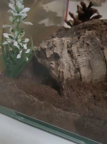 Large juvie curly hair tarantula.