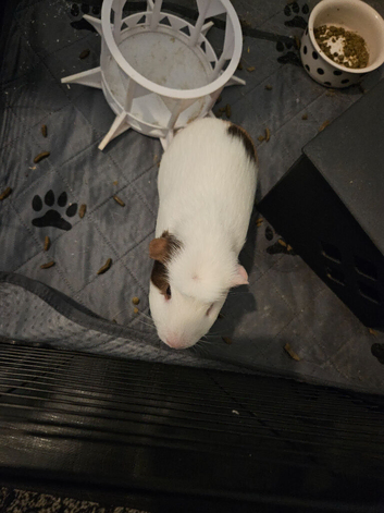 Two male guniea pigs for sale
