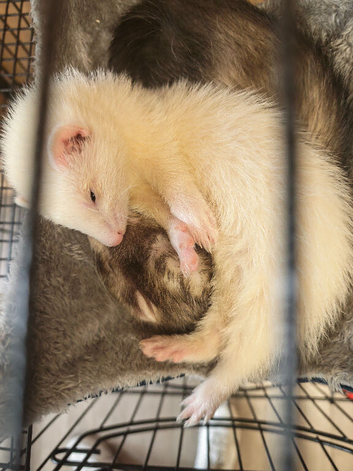 Ferret