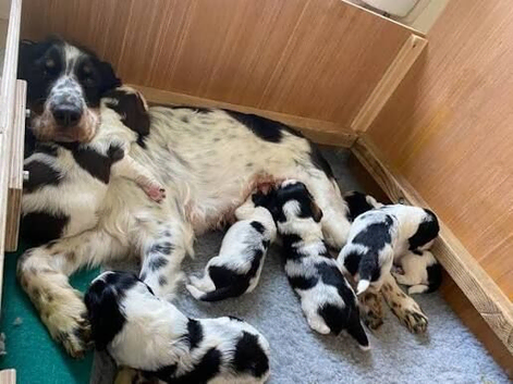 Cocker pups