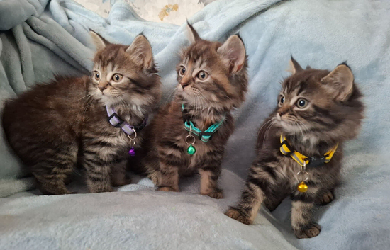 3x beautiful fluffy maincoone cross kittens