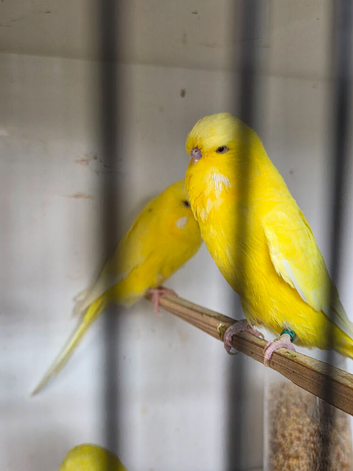 Budgies