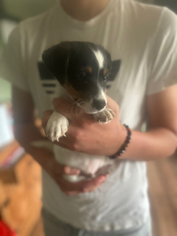 Jack Russell boy puppy