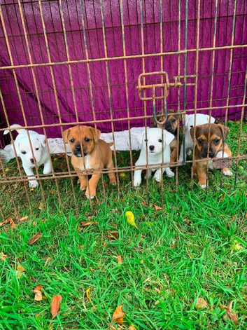 Jack Russell cross terrier