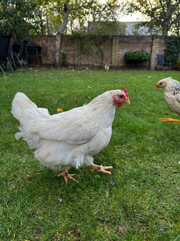 Hens for sale