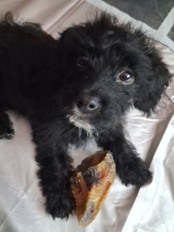 Ready to go puppy male