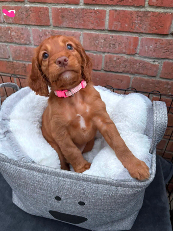 Working cocker spaniel puppys