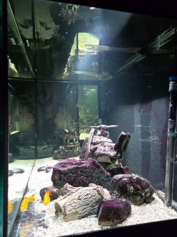 Tropical fish plus fish tank all set up
