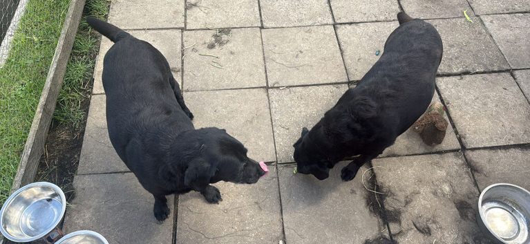 Two Labradors need a new home