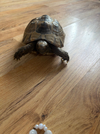 Tortoise for rehoming