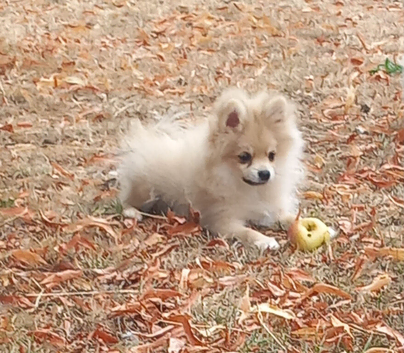 Beautiful pomeranian puppies