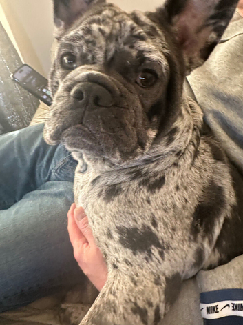 French x English bulldog