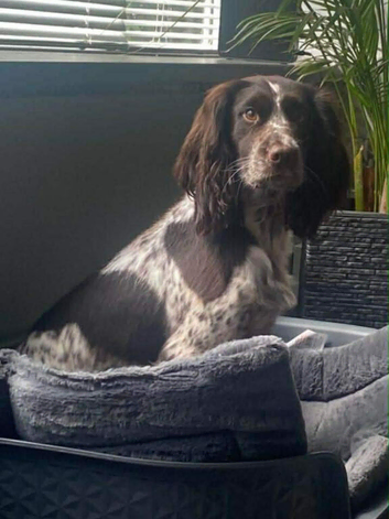Sprocker puppies