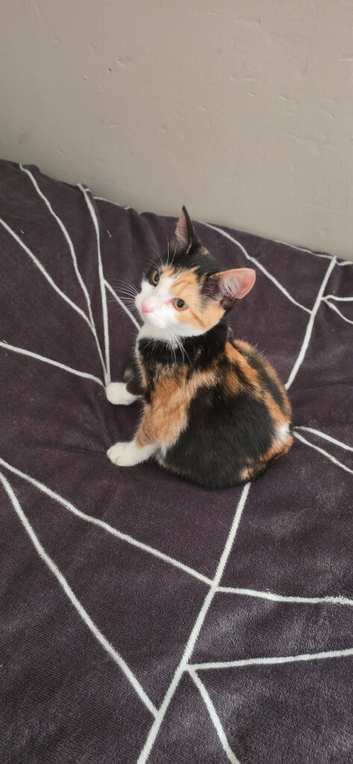 Calico girl