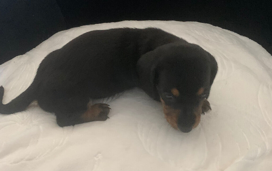 Girl puppy dachshund