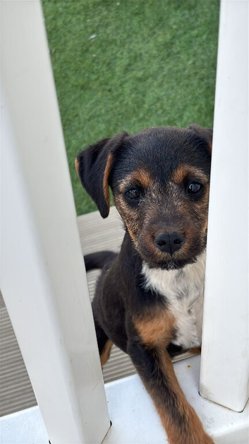 Border x Lakeland terrier pups