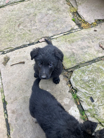 Pedigree German Shepherd puppies