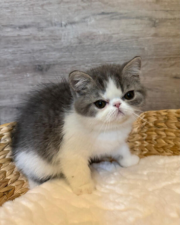 Outstanding Exotic Shorthair Kittens